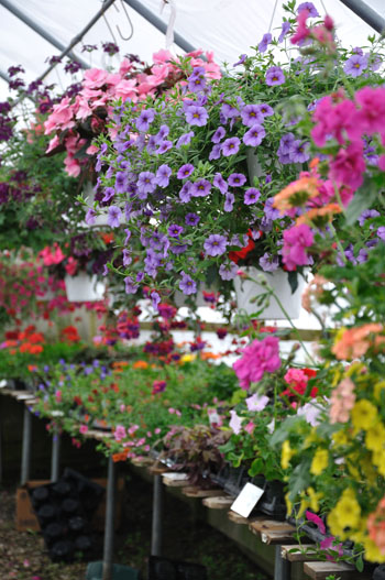 Reedurban Nursery Annuals