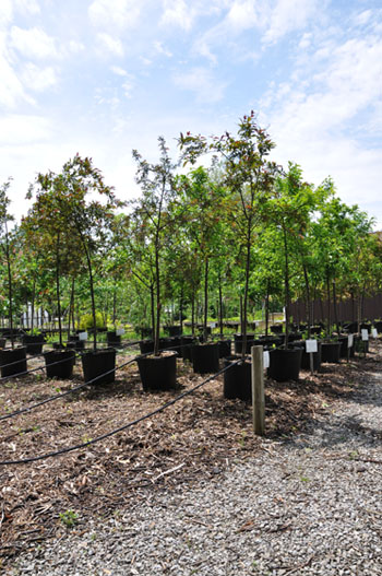 Reedurban Nursery Trees